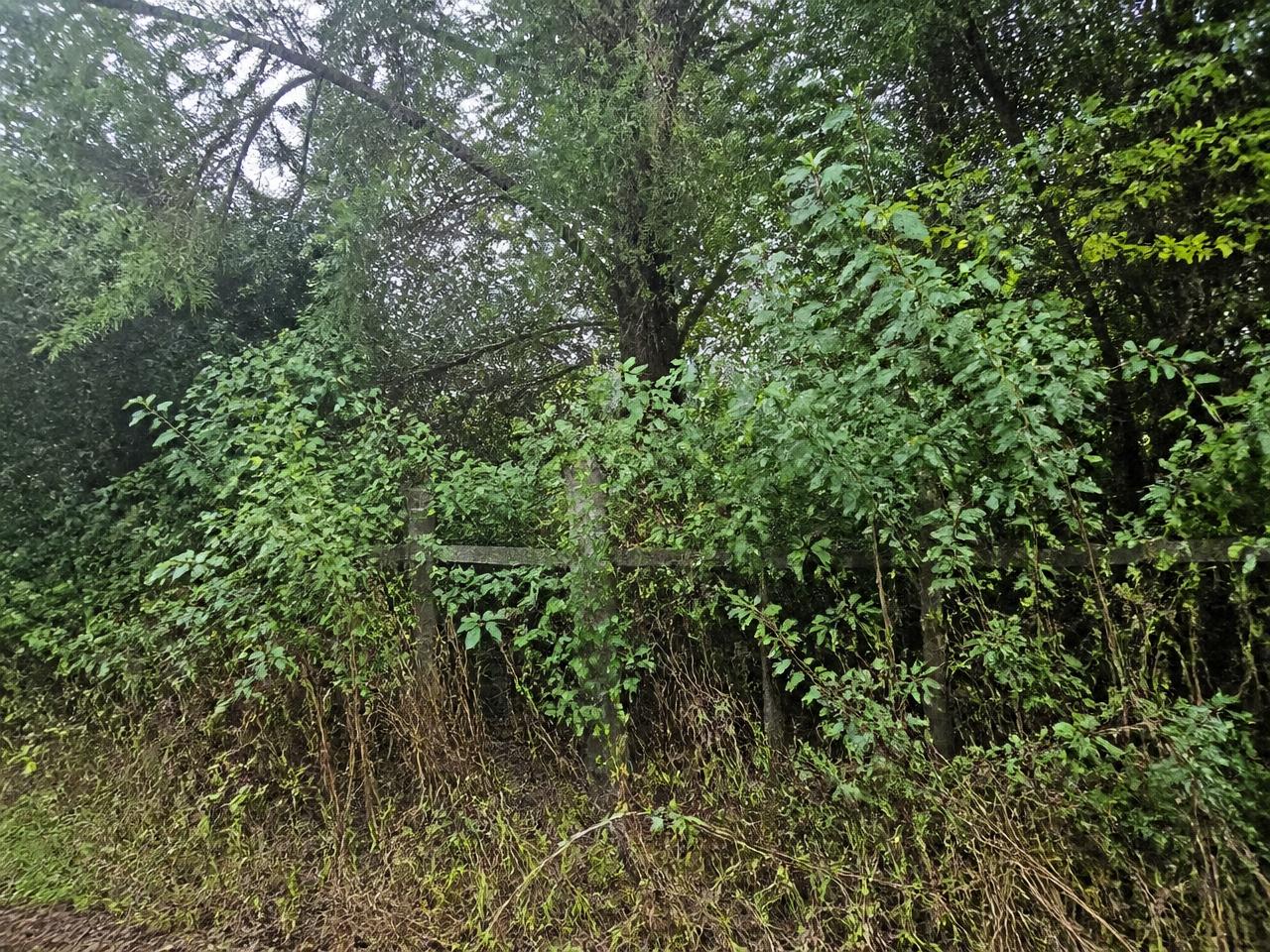 Overgrown fence line buried in dense brush and invasive vegetation before clearing