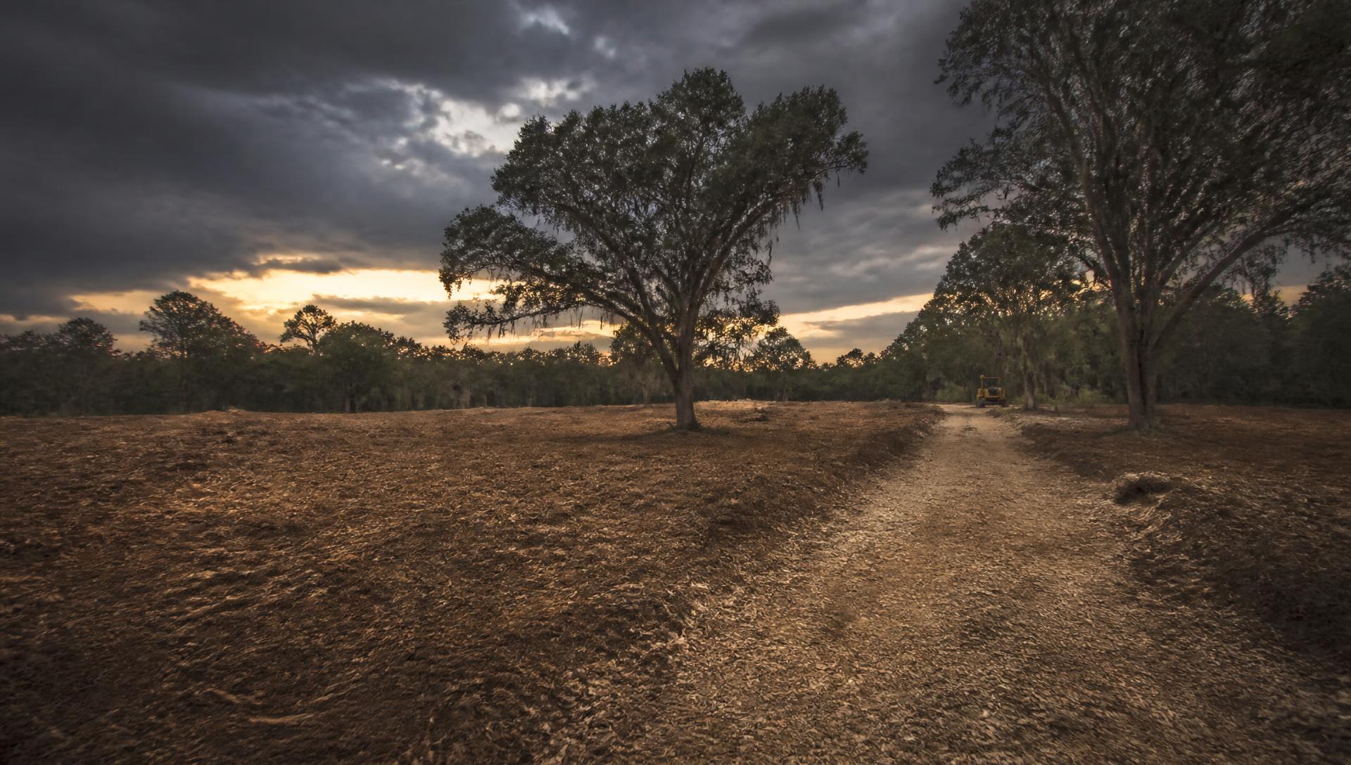 Freshly cleared rural acreage with mulched ground at dusk
